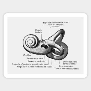 Inner Ear Anatomy Diagram Sticker